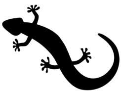 lezard